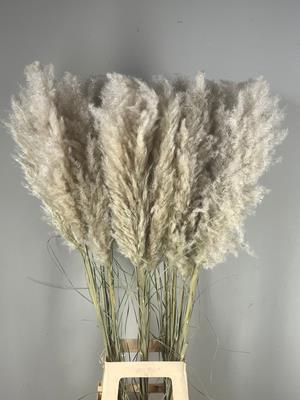 <h4>Df Pampas 115cm Hollands</h4>