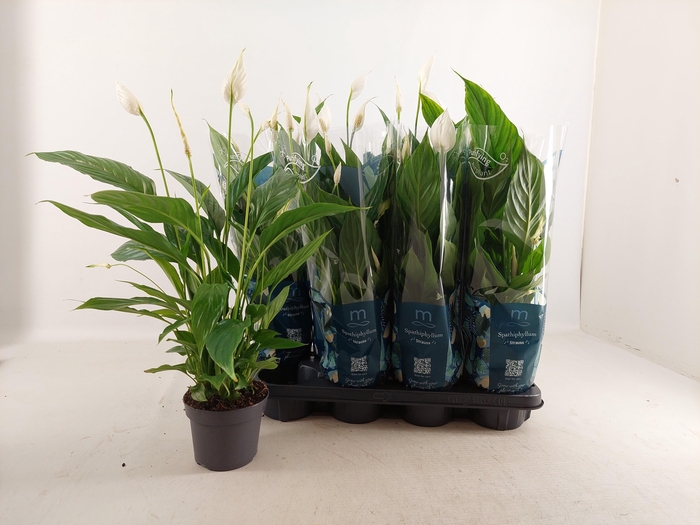 <h4>SPATH STRAUSS</h4>