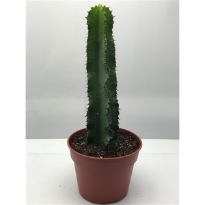 217 Euphorbia ingens 17 cm