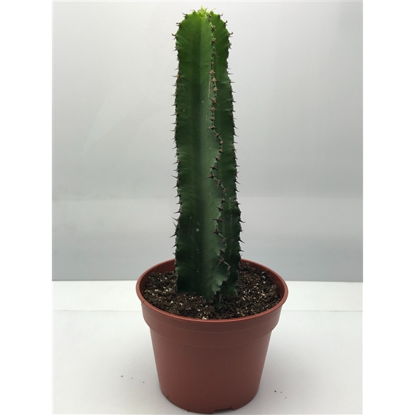 <h4>217 Euphorbia ingens 17 cm</h4>