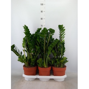 Zamioculcas zamiifolia 'Midori'