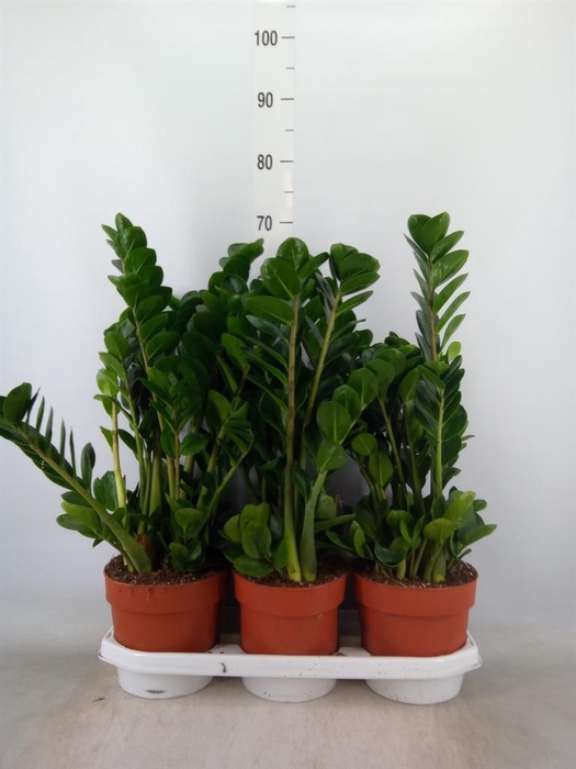 <h4>Zamioculcas zamiifolia 'Midori'</h4>