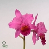 Cattleya 1 knop paars