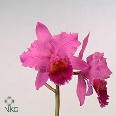 Cattleya grootbloemig 2 bloem