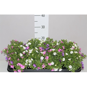 Calibrachoa Triobell Petticoat