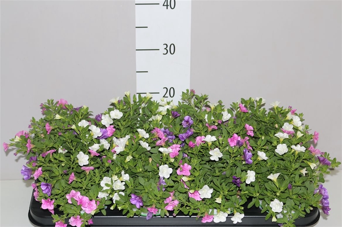<h4>Calibrachoa Triobell Petticoat</h4>