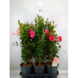 Mandevilla am. 'Sundav'  ...mix