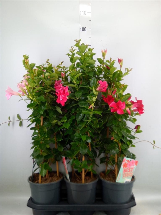 <h4>Mandevilla am. 'Sundav'  ...mix</h4>