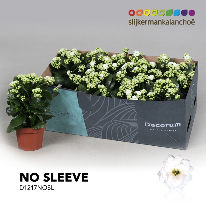 <h4>Kalanchoe No Sleeve - White</h4>