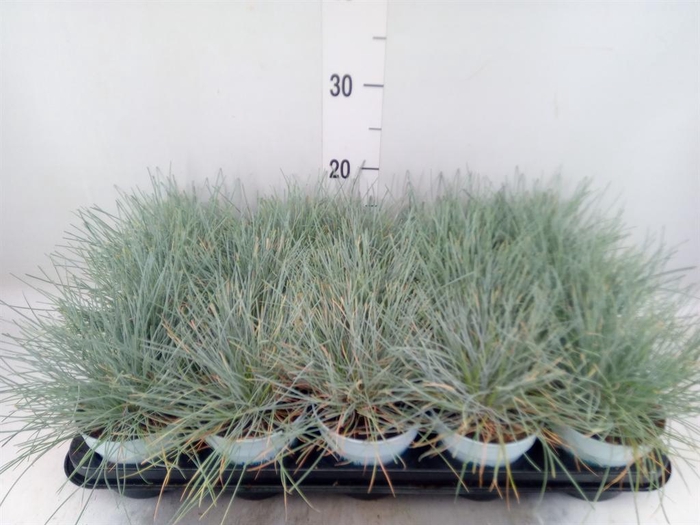<h4>Festuca glauca 'Compacta Blue'</h4>