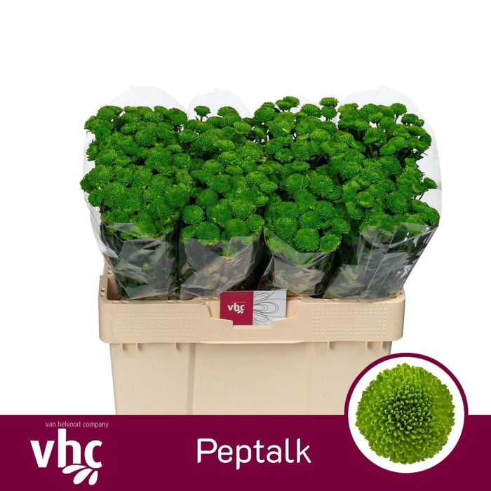 <h4>Chr San AAA Peptalk</h4>