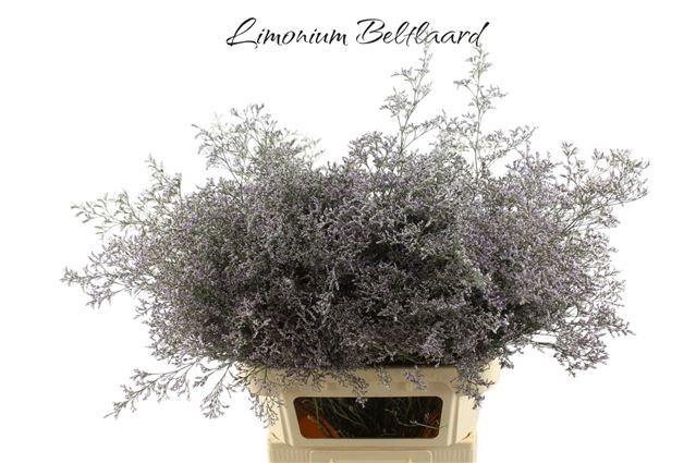 <h4>LIM BELTLAARD</h4>