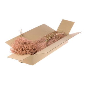 Broom Bloom Bunch Sb Coral Misty