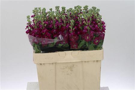 <h4>Matth Francesca</h4>