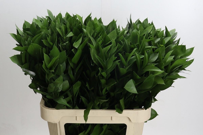 <h4>RUSCUS HYPOPHYLLUM</h4>