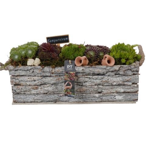 <h4>PTS7436 Arrangement Sempervivum in houten bak</h4>