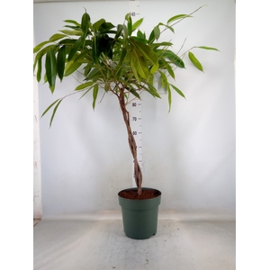 Ficus binn. 'Amstel King'