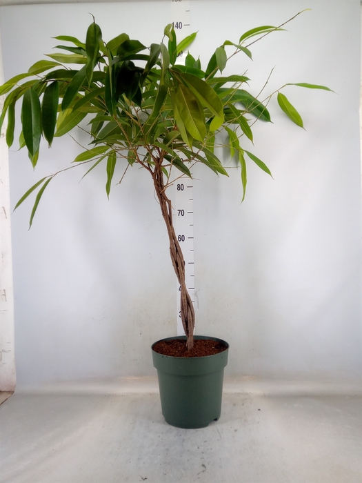 <h4>Ficus binn. 'Amstel King'</h4>