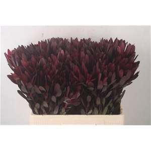 Leucadendron Saf Sunset Dark R.