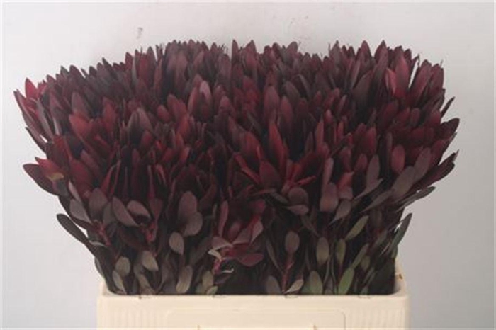 <h4>Leucadendron Saf Sunset Dark R. 050cm</h4>