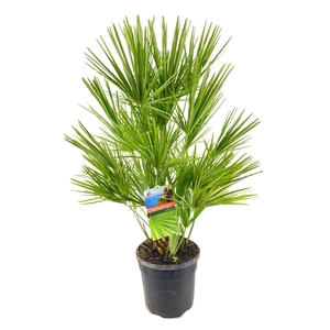 Chamaerops Humilis