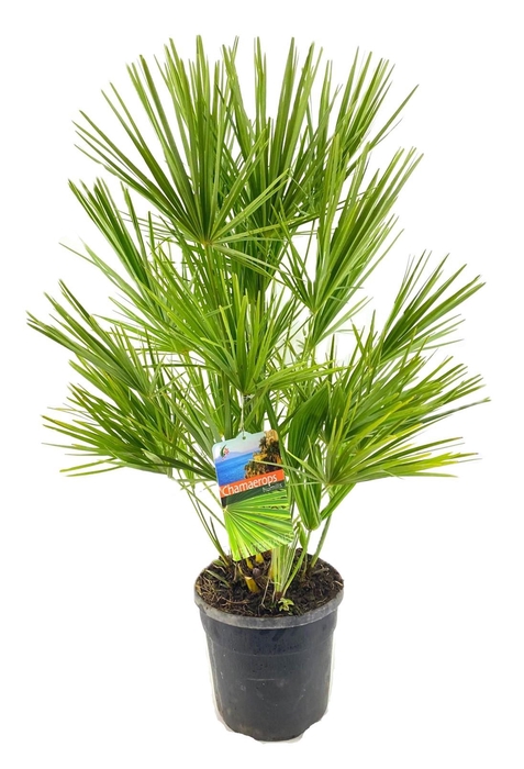 <h4>Chamaerops humilis</h4>