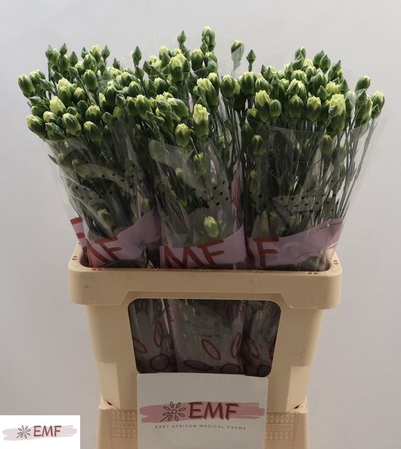 <h4>DI TR RASCAL GREEN</h4>