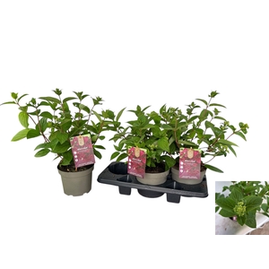 HYDR PANICULATA