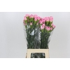 Dianthus St Dollar