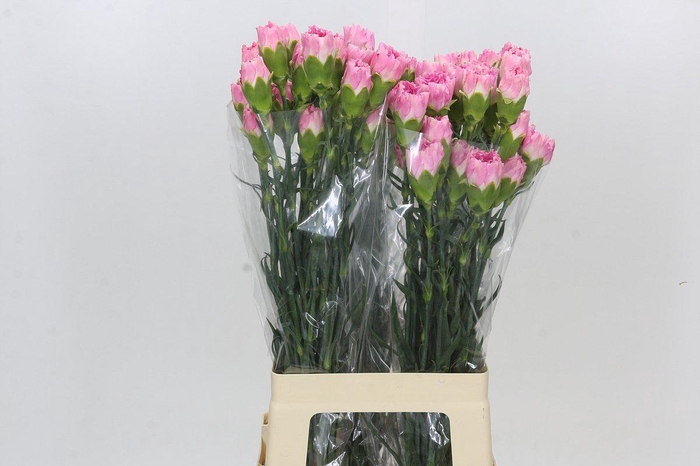 Dianthus St Dollar