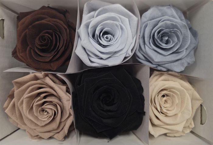 <h4>Ro Pres Classic Mix Earth</h4>