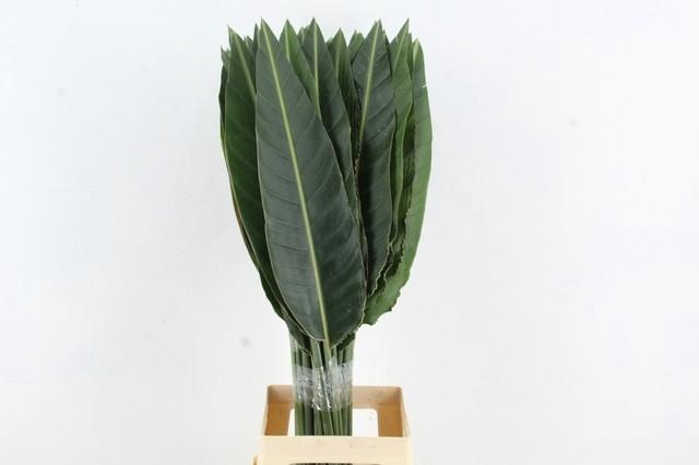 <h4>STRELITZIA LEAF</h4>