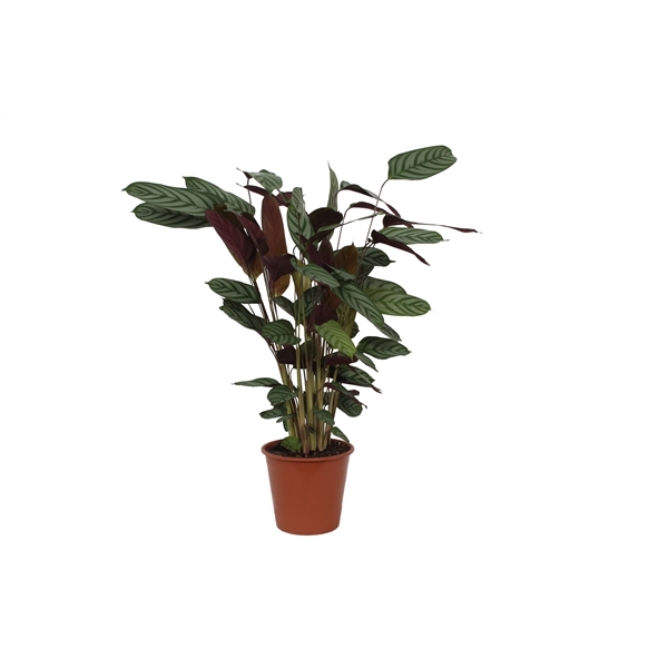 <h4>Calathea 19cm Compactstar (Ctenanhte)</h4>