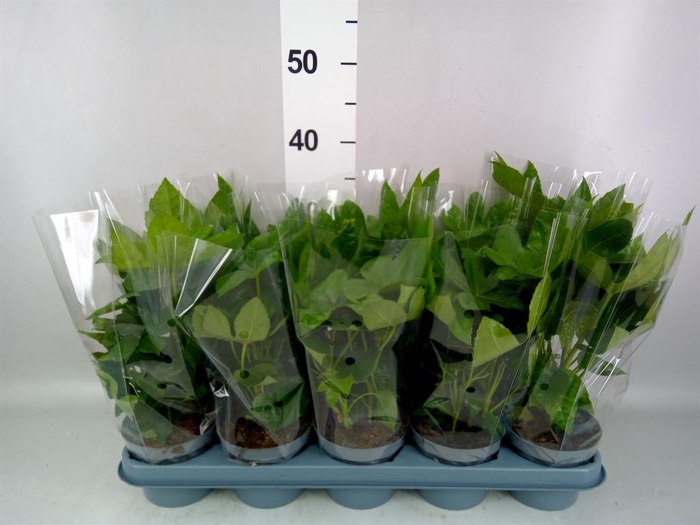 <h4>Fatsia japonica   ...</h4>