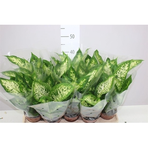 Dieffenbachia Compacta