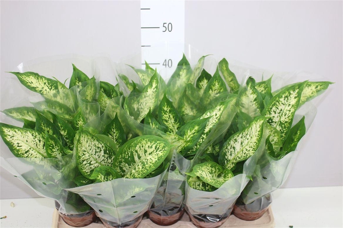 <h4>Dieffenbachia Compacta</h4>
