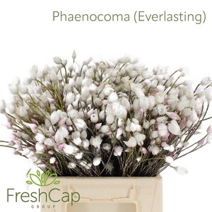 Phaenocoma (everlasting)