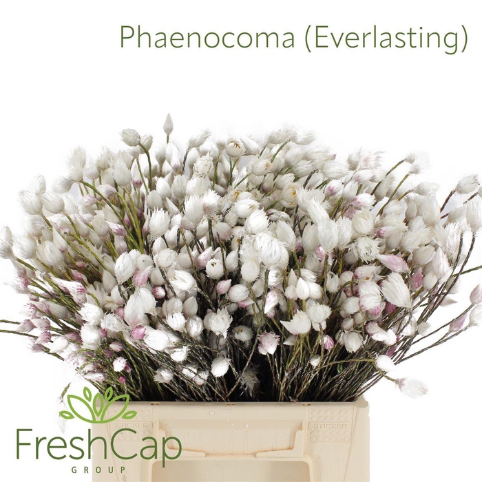 <h4>Phaenocoma (everlasting)</h4>