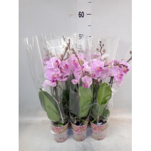 Phalaenopsis multi.   ...lilac