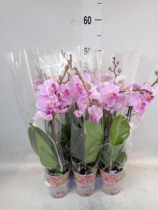 <h4>Phalaenopsis multi.   ...lilac</h4>