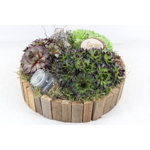 arr4 Semp MB - Bruin latjes schaal XL