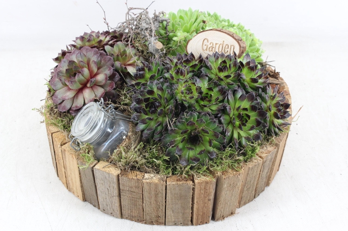 <h4>arr4 Semp MB - Bruin latjes schaal XL</h4>