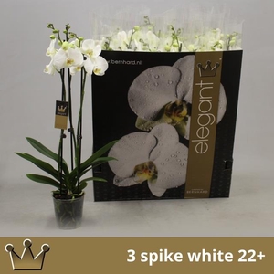 .Phalaenopsis overig wit