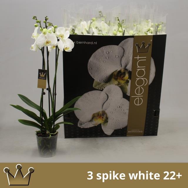 <h4>.Phalaenopsis overig wit</h4>