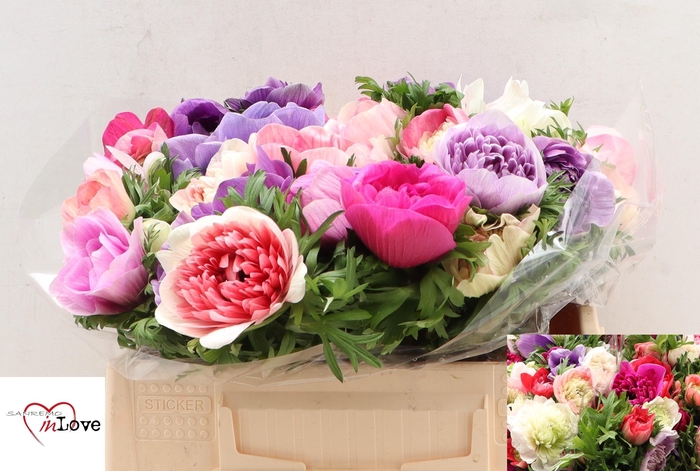 <h4>ANEM CO CARILL GEM</h4>