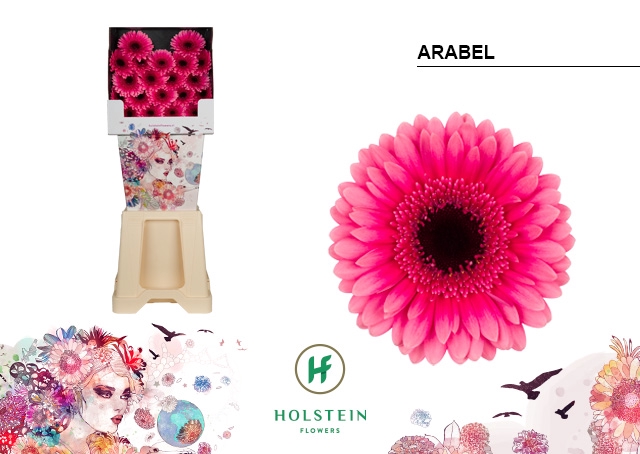 <h4>GE MI Arabel diamond x80</h4>