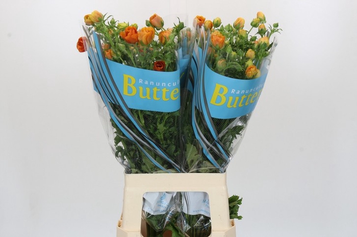 <h4>Ranunculus Butterfly Minoan</h4>