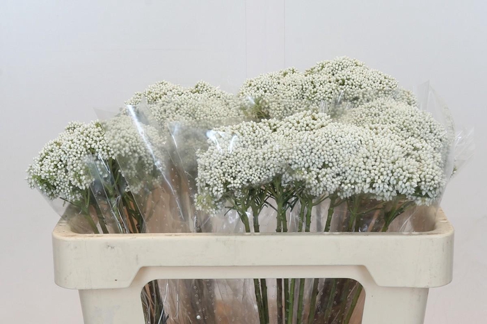 <h4>Ozothamnus Booming White</h4>