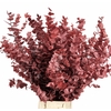 Euc. Stuart Preserved Red