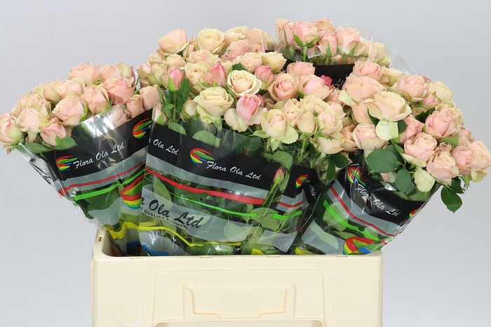 <h4>Rosa Tr Destini</h4>